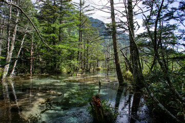 SONY DSC　landscape,kamikochi,japan,lake,swamp,trees,
superb view, water,plant,sky,clear water, clear air,relax,
green, bridge,mount,azusa river,
上高地,風景,絶景,透明感,水,