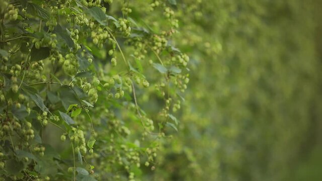 Beautiful Slow Motion of Ready to Harvest Hops
