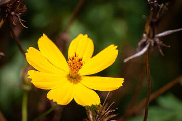 Close up of a Singapore daisy Yellow flower on Green background 