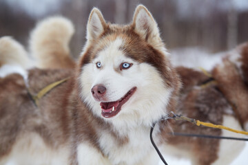 Naklejka premium huskies in harness