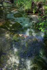 SONY DSC　landscape,kamikochi,japan,lake,swamp,trees,
superb view, water,plant,sky,clear water, clear air,relax,
green, bridge,mount,azusa river,
上高地,風景,絶景,透明感,水,