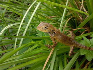 picture of female oriental garden lizard in grass. Himachal pradesh India