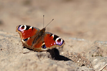 Fototapeta na wymiar Peacock butterfly (Aglais io) sitting on ground