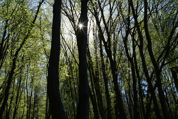 Naklejka premium Sunrays in springs green coloured forest concept
