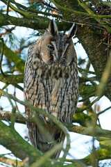 Long-eared owl (Asio otus)