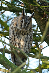 Long-eared owl (Asio otus)