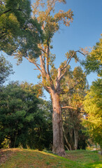 Naklejka premium View of a large tree in the fall season at the park