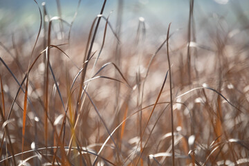 Fototapeta premium Fall orange reeds in morning sun backlight. Brushwood of cane blowing in the wind. Wild grass next to water. Tuft of grass.