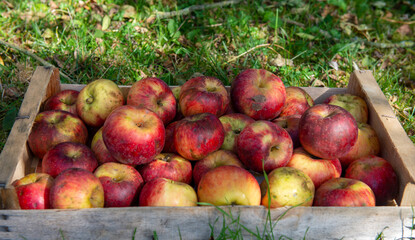 crate of fresh apples on the grass in garden
