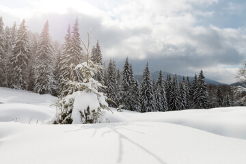Fototapeta premium Winter in the mountain forest