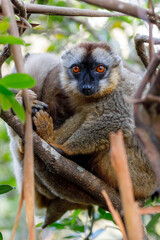 Common brown lemur, Eulemur fulvus, on the tree, in natural habitat, Andasibe - Analamazaotra National Park, Madagascar wildlife