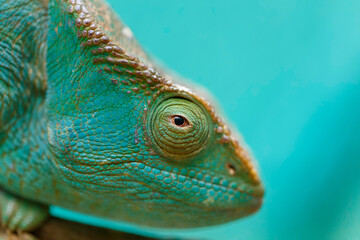 big Parsons chameleon, Calumma parsonii, large species of chameleon Amber mountain. Andasibe -...