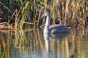 young mute swan morning at the pond, autumn Jihlava Vysocina, Czech Republic Europe wildlife