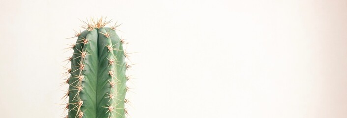 Single cactus on light background. Home plant growing. Natural floral minimal concept. Close up.	 Banner.