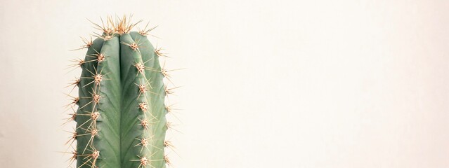 Single cactus on light background. Home plant growing. Natural floral minimal concept. Close up.	 Banner.