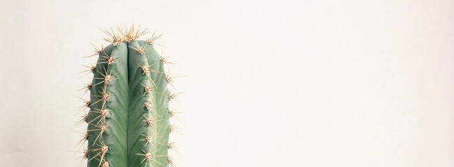 Single cactus on light background. Home plant growing. Natural floral minimal concept. Close up.	 Banner.