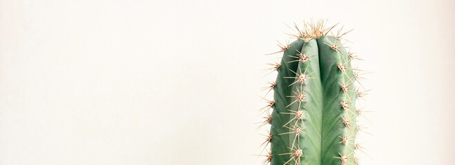 Single cactus on light background. Home plant growing. Natural floral minimal concept. Close up.	 Banner.