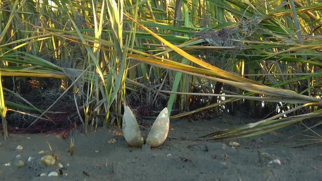 HD 120 fps jib boom up from a shell along tall grass in a waterway to reveal Atlantic City skyline in distance