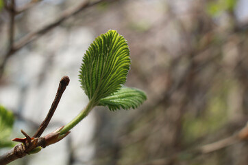 나뭇가지 끝에 돋아나는 봄 새싹