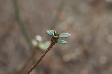 나뭇가지 끝에 돋아나는 봄 새싹