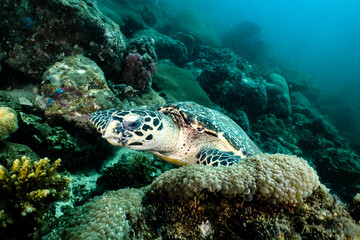 Fototapeta na wymiar Hawksbill sea turtle