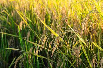 Rice in the paddy field that is ready for harvest in the evening.