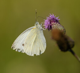 large white butterfly, alias cabbage butterfly or cabbage white (Pieris brassicae) on thistle flower