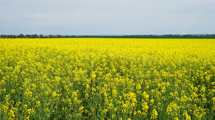 Obraz premium Endless yellow rapeseed field, used for producing canola oil or bio fuels