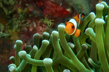Small clown fish in its anemone