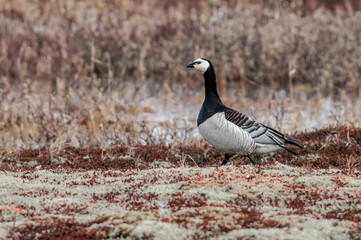 Barnacle Goose (Branta leucopsis) in Barents Sea coastal area, Russia