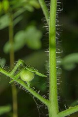 A single green tomato stuck on its branch.