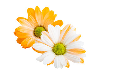 chrysanthemum flower isolated