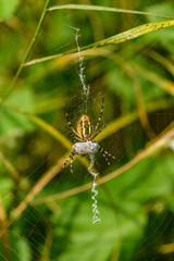 wasp spider (Argiope bruennichi) with a catch in web