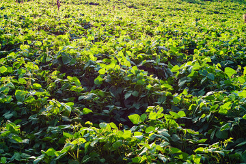 Green soybean field in sunny summer weather.