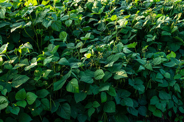 Fototapeta na wymiar Green soybean field in sunny summer weather.