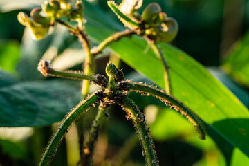 Green soybean field in sunny summer weather.
