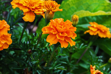 Pretty orange flowers of autumn marigolds