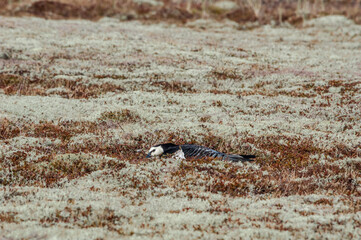 Barnacle Goose (Branta leucopsis) female at nest in Barents Sea coastal area, Russia