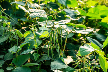 Obraz premium Green soybean field in sunny summer weather.