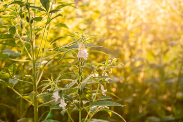 Farmland in the growth of sesame on tree in sesame plants.