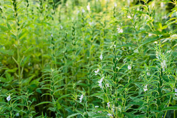 Farmland in the growth of sesame on tree in sesame plants.