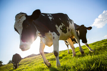 Troupeau de vaches laitières en campagne.