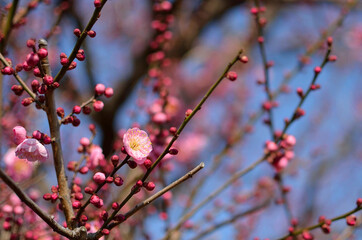 梅の花