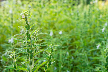 Farmland in the growth of sesame on tree in sesame plants.