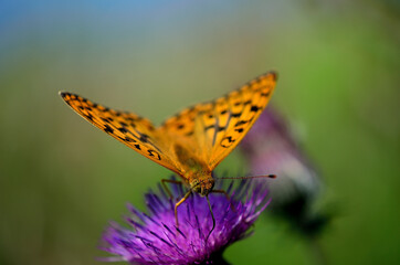 ウラギンヒョウモン