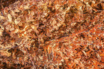 Colorful background of dry laurel orange autumn leaves