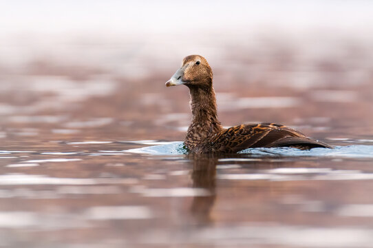 Common eider (Somateria mollissima), with the beautiful orange coloured water surface. Beautiful brown duck from the lake in the morning mist. Wildlife scene from nature, Czech Republic