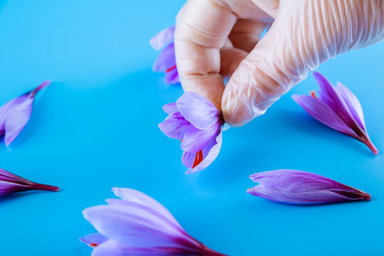 Holds a crocus flower in a hand in a glove against a turquoise background.