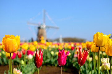 佐倉チューリップフェスタ