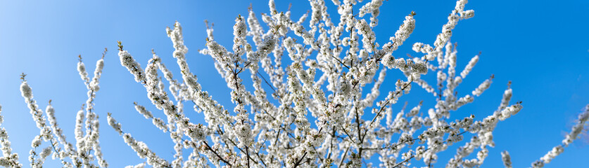 Kirschblüte